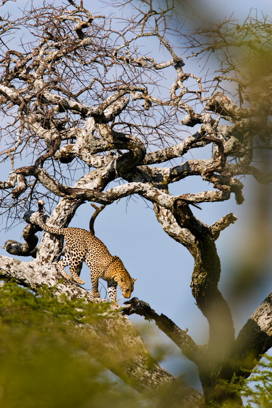 Leopard In Tree